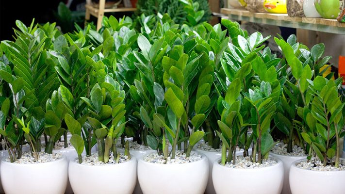 Cây kim tiền từ lâu đã trở thành lựa chọn quen thuộc trong danh sách cây phong thủy của nhiều gia đình Việt.