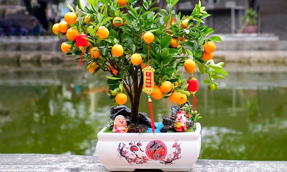 Trong các loại cây trưng Tết, quất gần như là hình ảnh quen thuộc với nhiều gia đình Việt