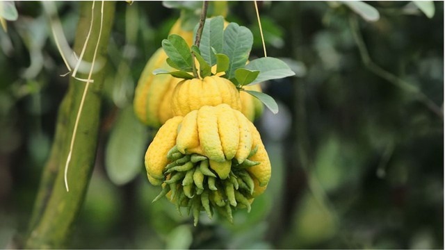 Quả phật thủ được xem là có thể đem lại may mắn cho gia chủ.